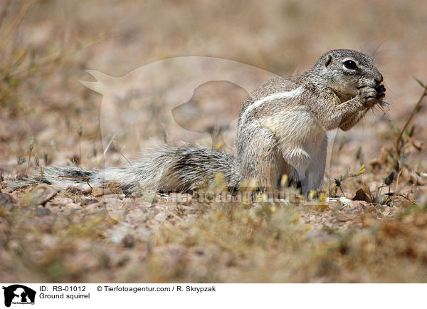 Ground squirrel / RS-01012