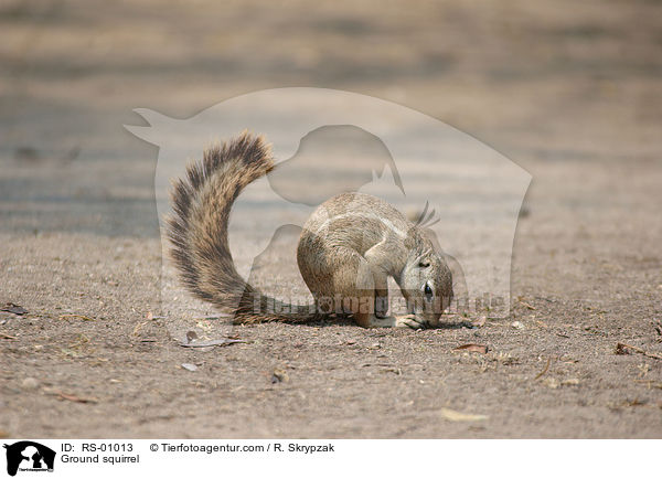 Ground squirrel / RS-01013