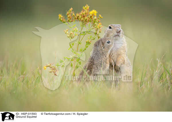 Ground Squirrel / HSP-01593