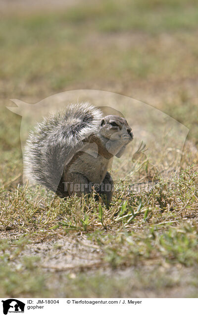 Erdhrnchen / gopher / JM-18004