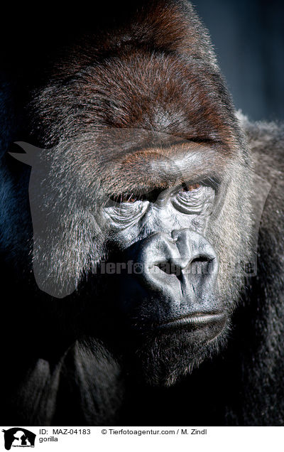 Gorilla / gorilla / MAZ-04183