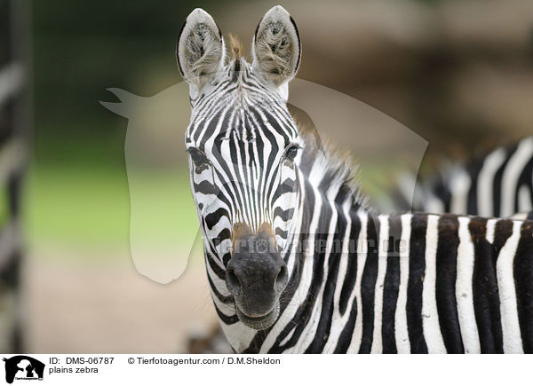 plains zebra / DMS-06787