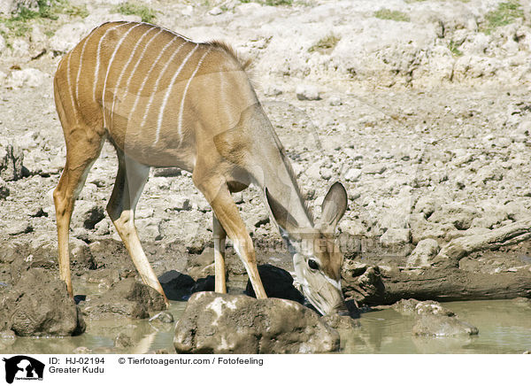 Greater Kudu / HJ-02194