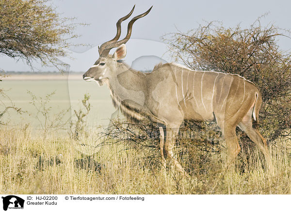 Greater Kudu / HJ-02200