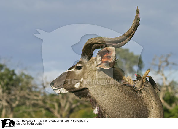 greater kudu portrait / HJ-03068