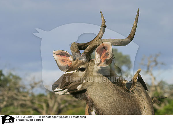 greater kudu portrait / HJ-03069