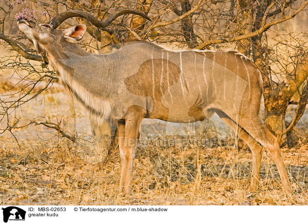 greater kudu / MBS-02653