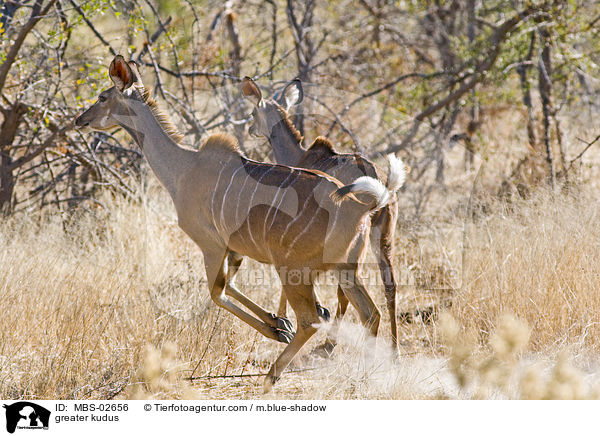 greater kudus / MBS-02656
