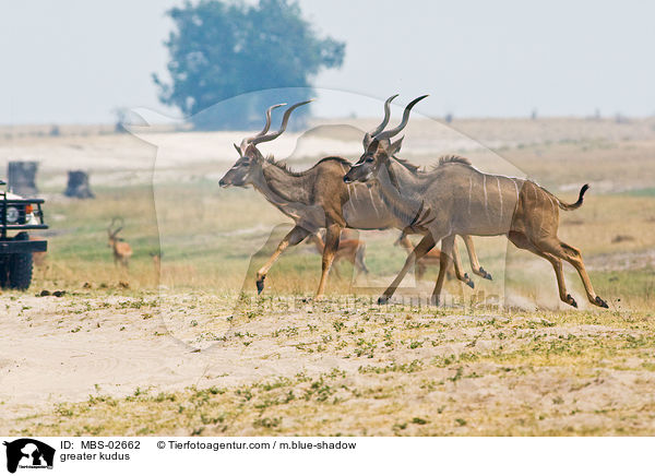 greater kudus / MBS-02662