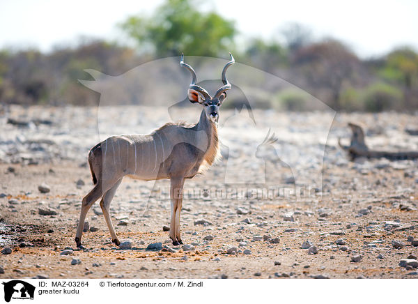 greater kudu / MAZ-03264
