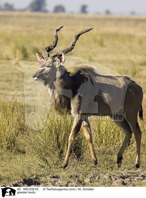 greater kudu / WS-03616