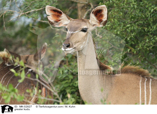 greater kudu / MK-02827