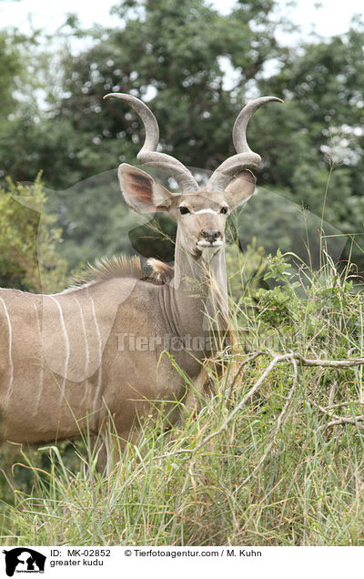 greater kudu / MK-02852