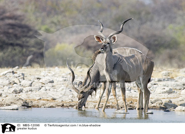 greater kudus / MBS-12096