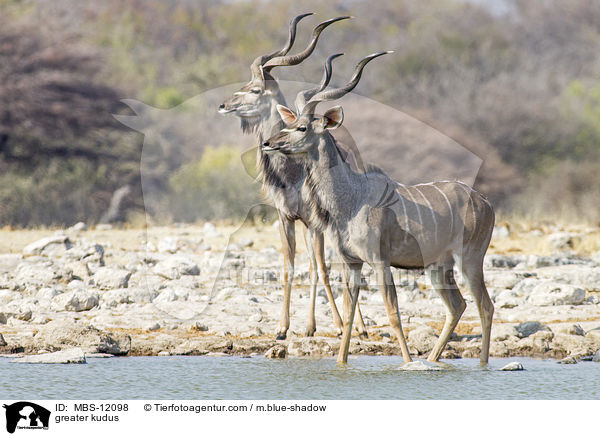 greater kudus / MBS-12098