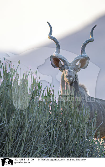 greater kudu / MBS-12109