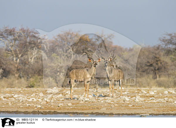 greater kudus / MBS-12114