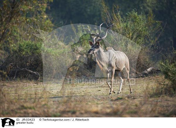 greater kudu / JR-03423