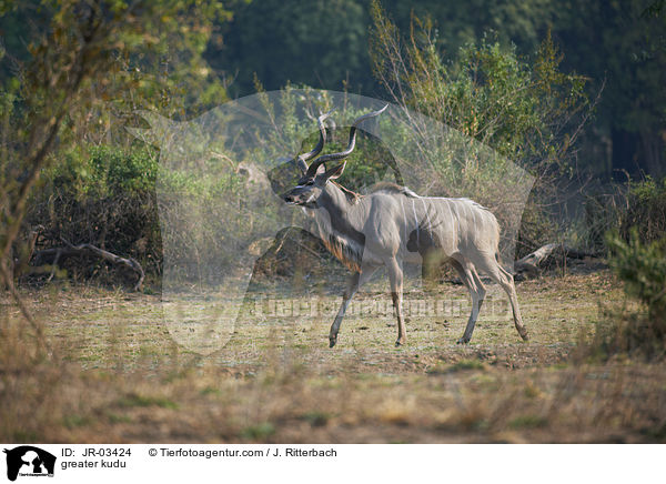 greater kudu / JR-03424