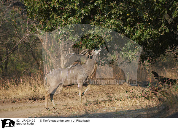 greater kudu / JR-03425