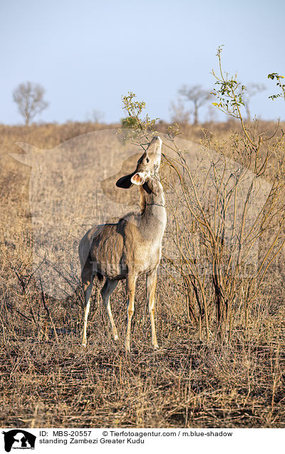 standing Zambezi Greater Kudu / MBS-20557