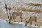 greater kudu