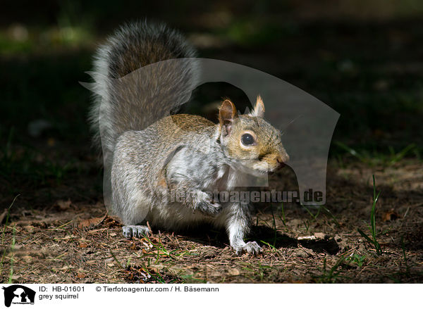 Grauhrnchen / grey squirrel / HB-01601