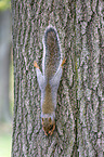 grey squirrel