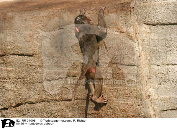 climbiny hamadryas baboon / RR-04008