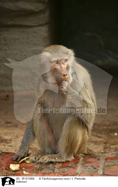 baboon / IP-01566