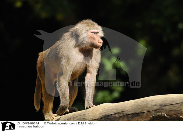 hamadryas baboon / DMS-06314