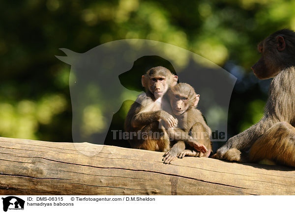 hamadryas baboons / DMS-06315