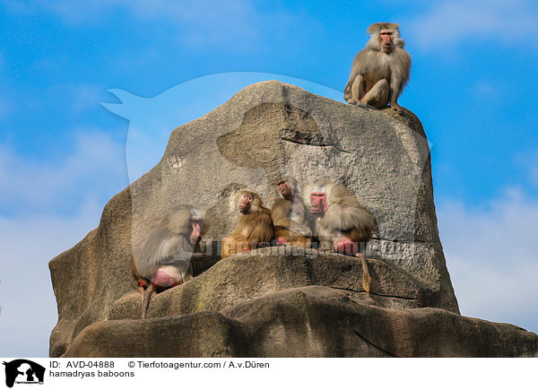 hamadryas baboons / AVD-04888