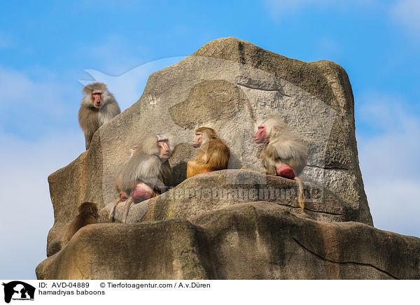 hamadryas baboons / AVD-04889