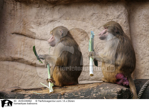 hamadryas baboons / AVD-04892