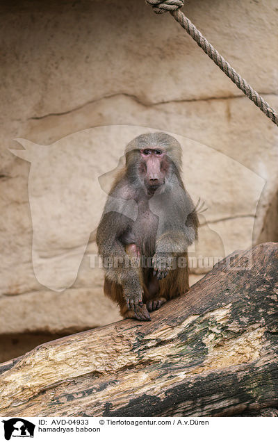 hamadryas baboon / AVD-04933