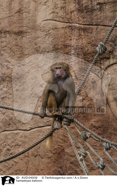 hamadryas baboon / AVD-04939