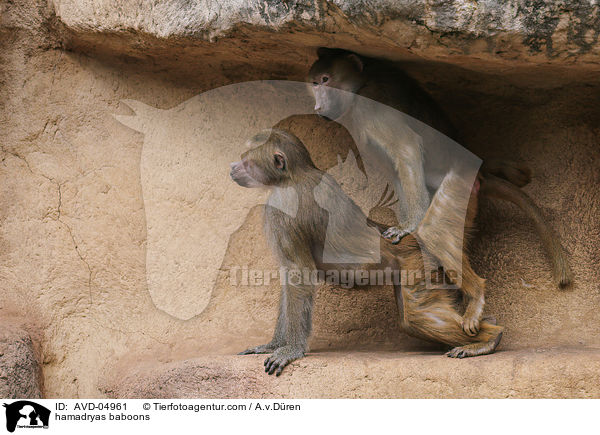 hamadryas baboons / AVD-04961