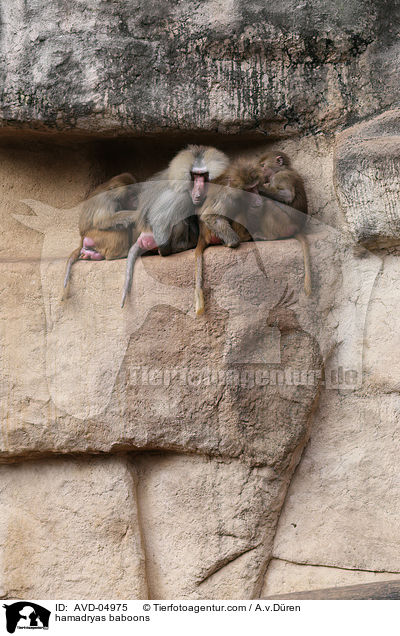 hamadryas baboons / AVD-04975