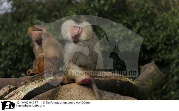 hamadryas baboons / AVD-04977