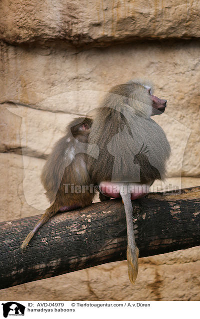 hamadryas baboons / AVD-04979