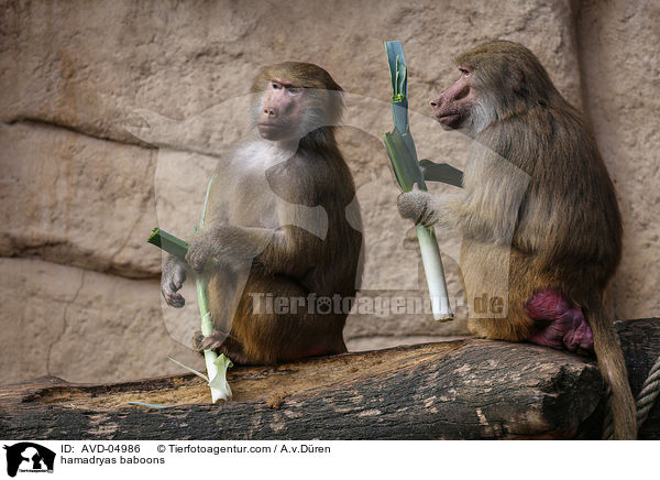 hamadryas baboons / AVD-04986