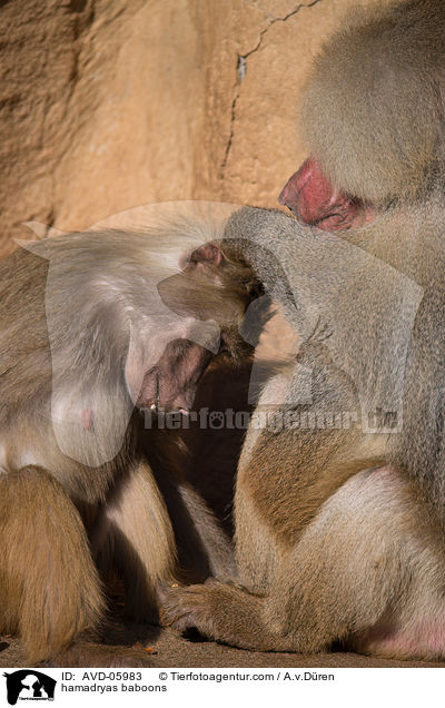 hamadryas baboons / AVD-05983