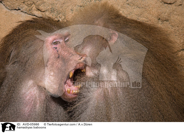 hamadryas baboons / AVD-05986