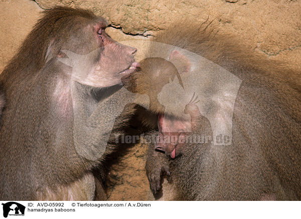 hamadryas baboons / AVD-05992