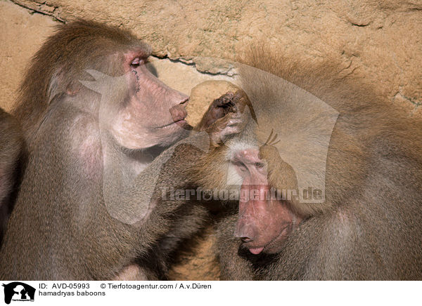 hamadryas baboons / AVD-05993