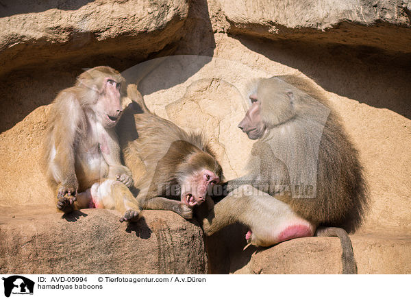 hamadryas baboons / AVD-05994