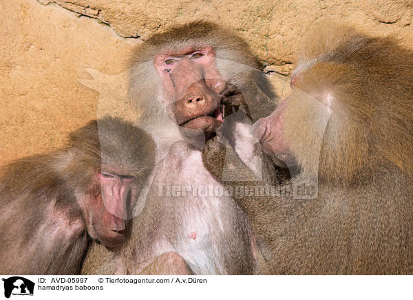 hamadryas baboons / AVD-05997