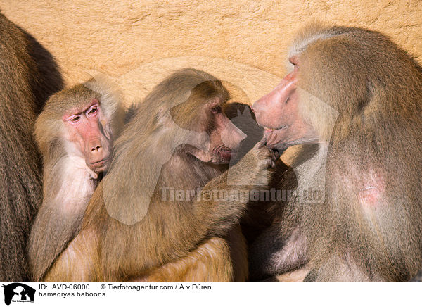 hamadryas baboons / AVD-06000
