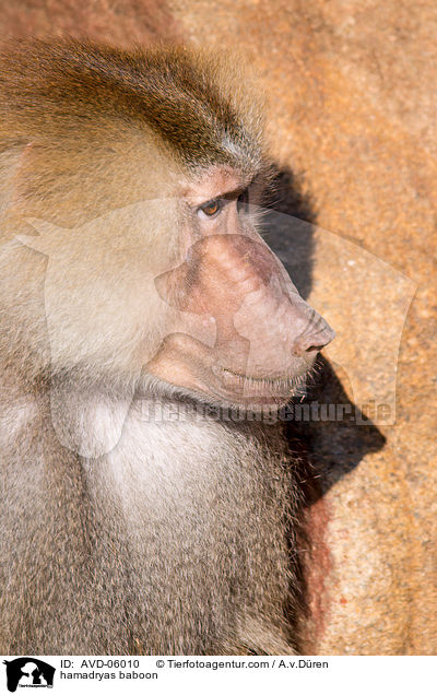 hamadryas baboon / AVD-06010